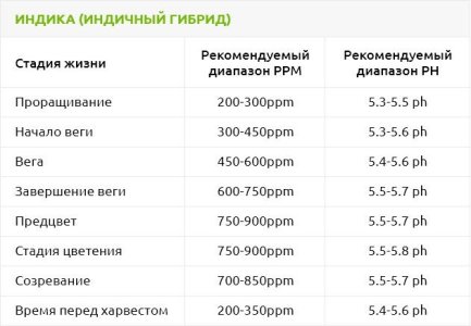 Индика-индичный-гибрид__VvedhosQLgFOkndN.jpg