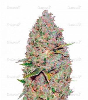 sort_Auto_Critical_victory_seeds__fFRtCzB0RRKynXKZ.jpg sort_Auto_Critical_victory_seeds__fFRtCzB0RRKynXKZ.jpg