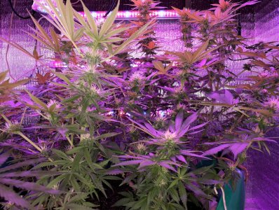 gorilla-glue-4-fem-anesia-seeds__Nu53PdinHa9umCyk.jpg gorilla-glue-4-fem-anesia-seeds__Nu53PdinHa9umCyk.jpg