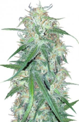 super lemon haze.jpg super lemon haze.jpg