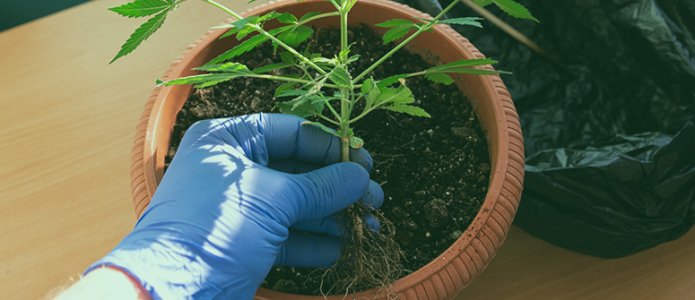 How-to-fix-root-bound-cannabis-plants.jpg