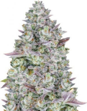 Gorilla cookies.jpg