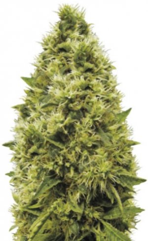 white widow.jpg white widow.jpg