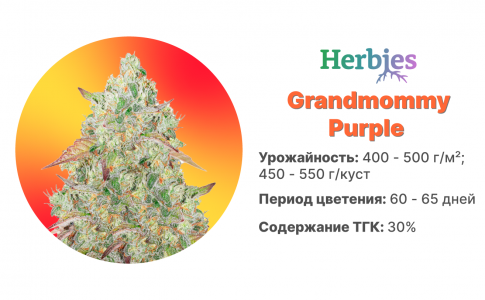 Grandmommy Purple Grandmommy Purple