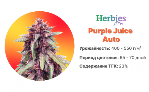 Purple Juice  Auto