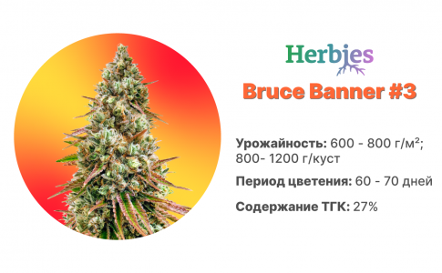 Bruce Banner #3
