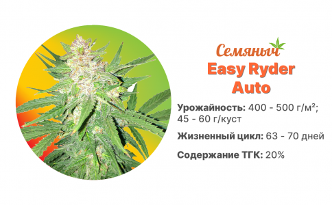 Easy Ryder Auto