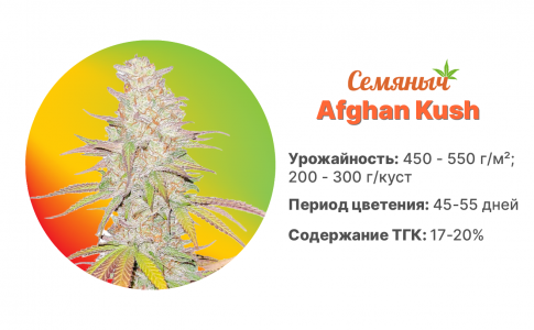 Afghan Kush 
