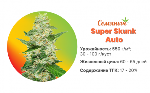 Super Skunk Auto Super Skunk Auto