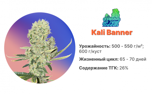 Kali Banner Kali Banner