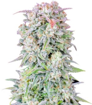 oafgkush.jpg oafgkush.jpg