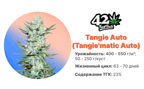 Tangie'matic Auto