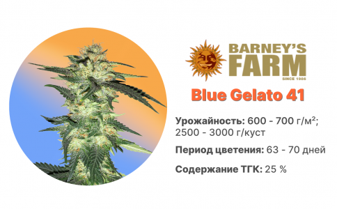 Blue Gelato 41 Blue Gelato 41