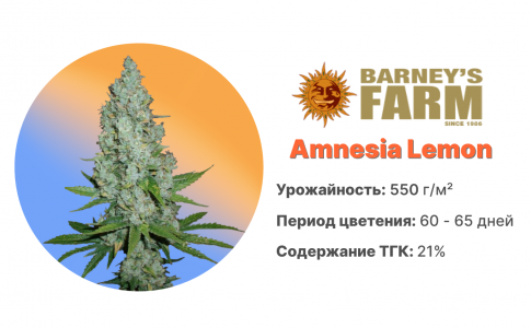 Amnesia Lemon