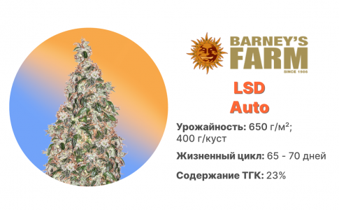 LSD Auto