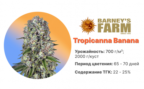 Tropicanna Banana Tropicanna Banana