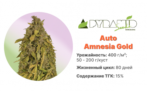 Auto Amnesia Gold Auto Amnesia Gold