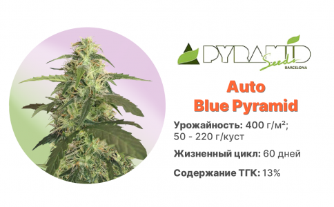 Auto Blue Pyramid Auto Blue Pyramid