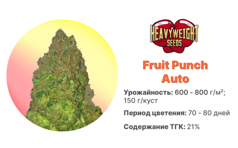 Fruit Punch Auto Fruit Punch Auto