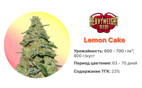 Lemon Cake Lemon Cake