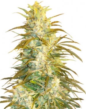superlicious sativa.jpg superlicious sativa.jpg