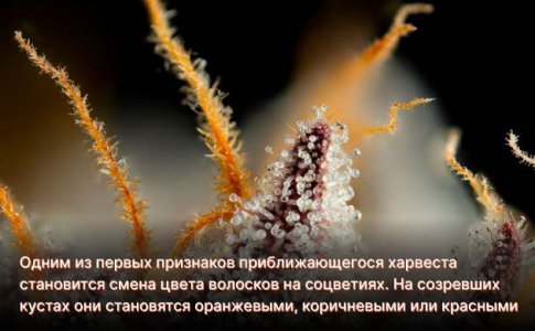 Харвест автоцветов в индоре Харвест автоцветов в индоре