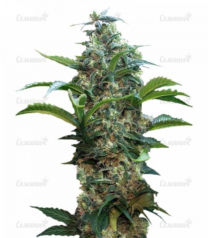 sort_Satori_regular_Mandala_Seeds__lBt8cbDaYYJDUfMA.jpg sort_Satori_regular_Mandala_Seeds__lBt8cbDaYYJDUfMA.jpg