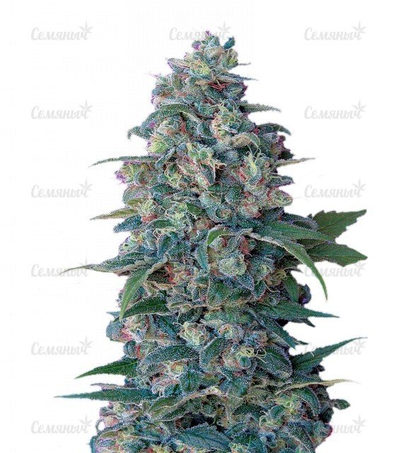 sort_Hashberry_regular_Mandala_Seeds__SXRJmdTxyhKDDciy.jpg sort_Hashberry_regular_Mandala_Seeds__SXRJmdTxyhKDDciy.jpg