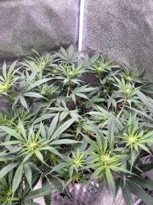 IMG_2719.jpeg