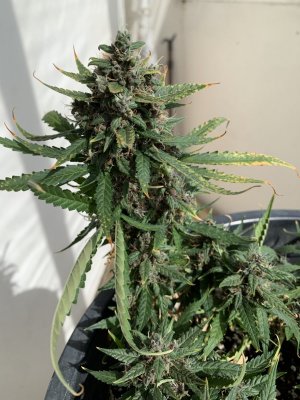IMG_0634.jpeg