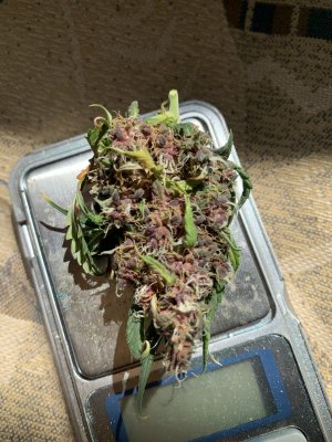 IMG_0663.jpeg