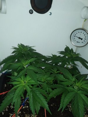 IMG_20240516_195404.jpg