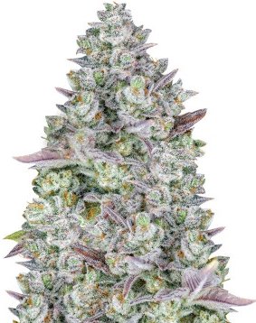 gorilla cookies auto.jpg gorilla cookies auto.jpg