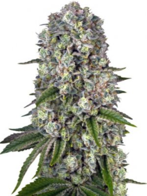 tropicana banana.jpg tropicana banana.jpg