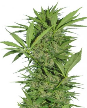 Easy Sativa.jpg