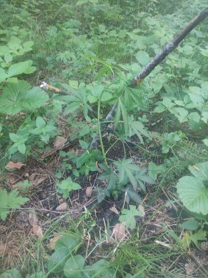 cleaned_IMG20240620194109.jpg