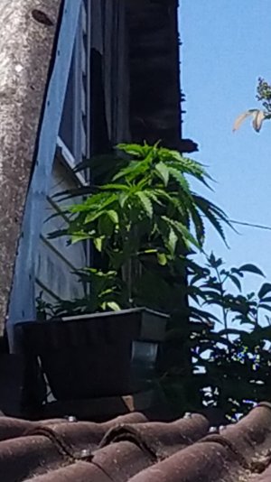 IMG-20240621-WA0001.jpeg