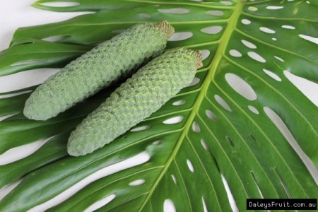Monstera-Fruit-Salad-Tree-945-2900310431.jpeg Monstera-Fruit-Salad-Tree-945-2900310431.jpeg