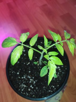 IMG_20240828_160450.jpg