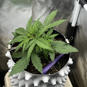 IMG_6411.jpeg