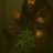 Hagrid.